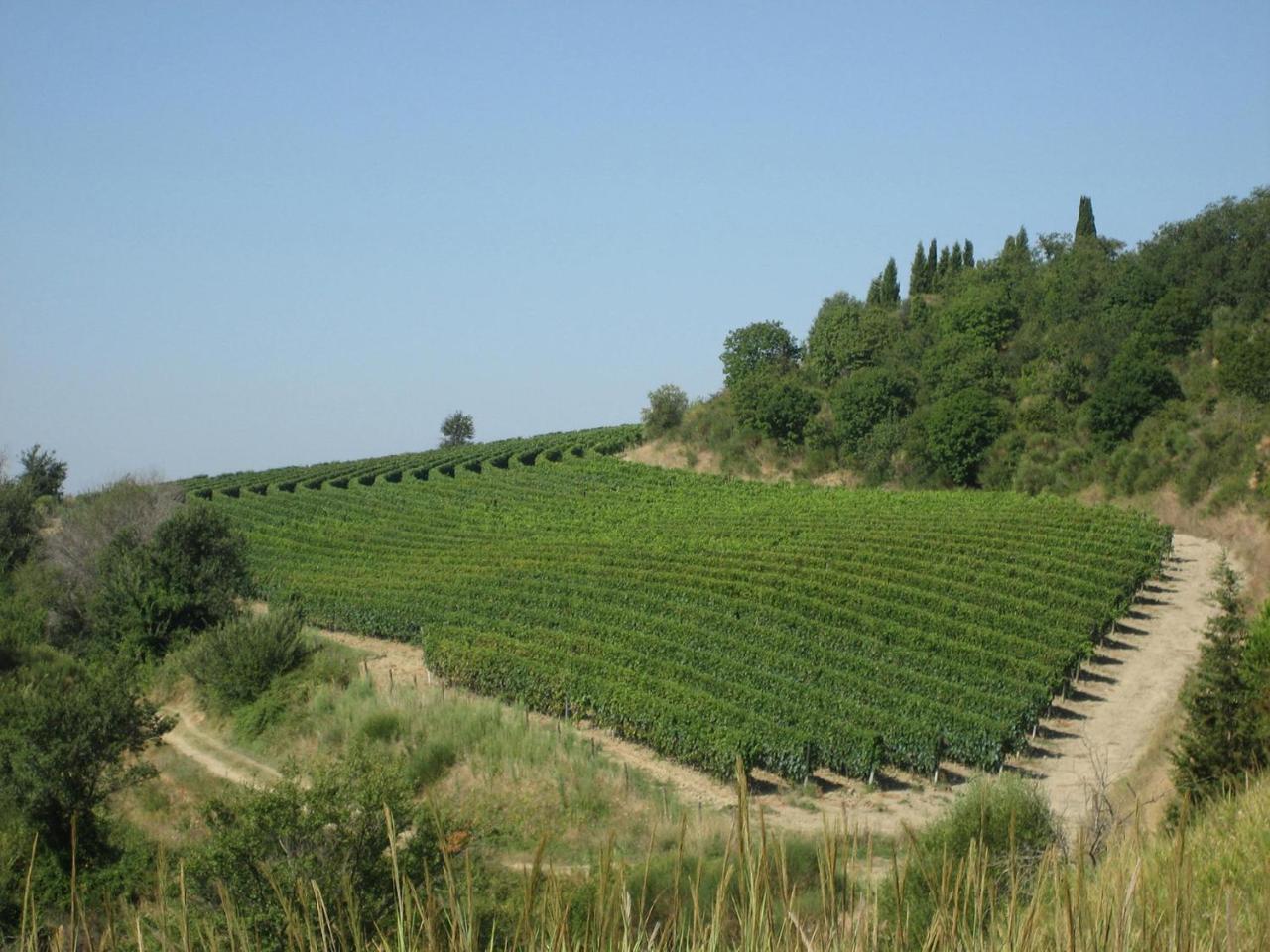 Agriturismo Mocine Asciano Exterior foto